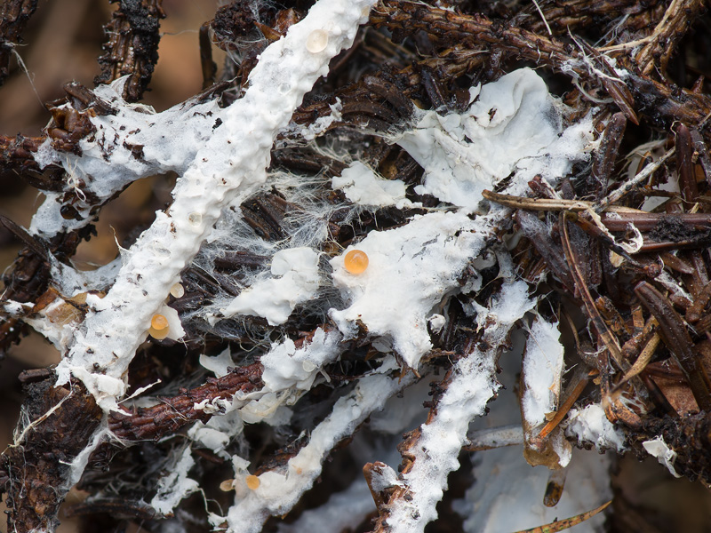 Merulicium fusisporum